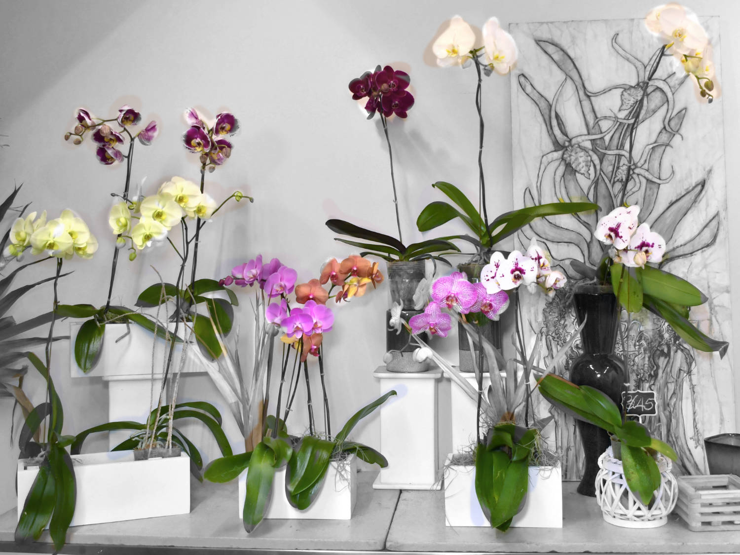 Boutique de Orquídeas a la Venta - Maduro's Tropical Flowers